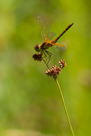 Sympetrum flaveolum